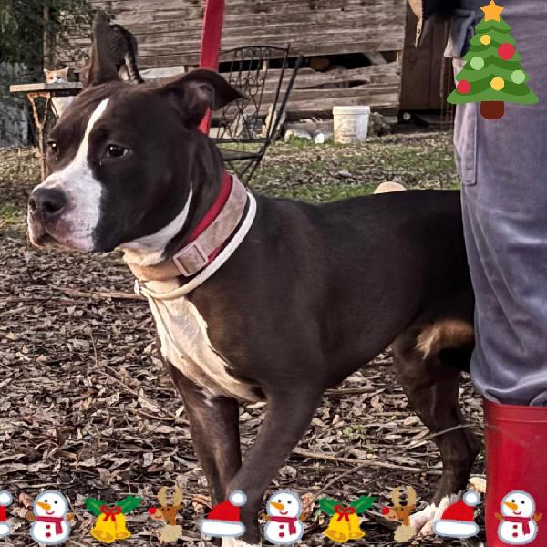 Camilla dolce cucciola amstaff 8 mesi cerca adozione Foto 2