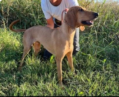 2segugi 2anni e 1/2 ROVIGO URGENTE Foto 2