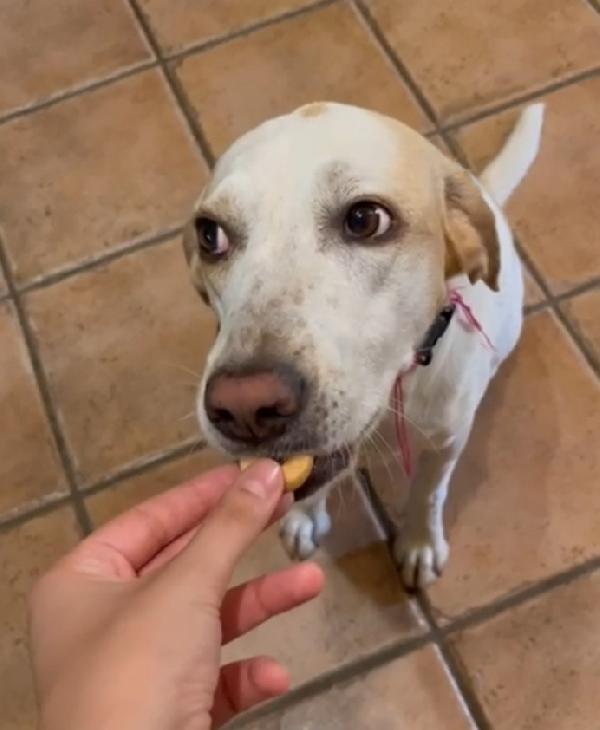 Mix Segugia/Setter 5anni aspetta da 3anni ROMA Foto 5