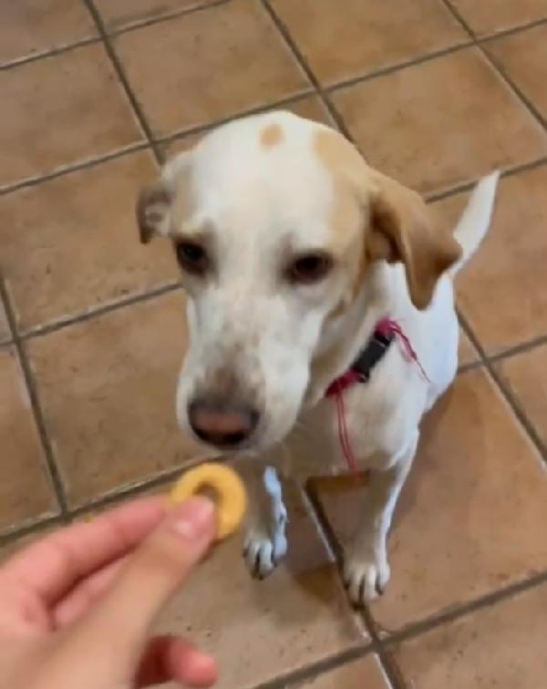 Mix Segugia/Setter 5anni aspetta da 3anni ROMA Foto 6