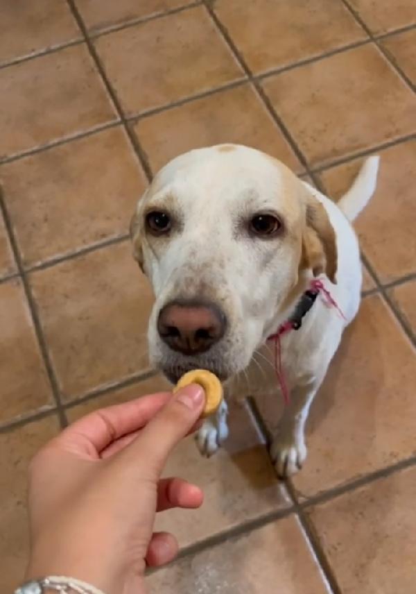 Mix Segugia/Setter 5anni aspetta da 3anni ROMA Foto 7