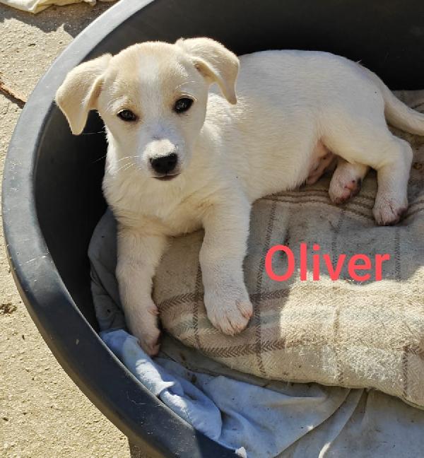 Cucciolo Taglia Medio Piccola