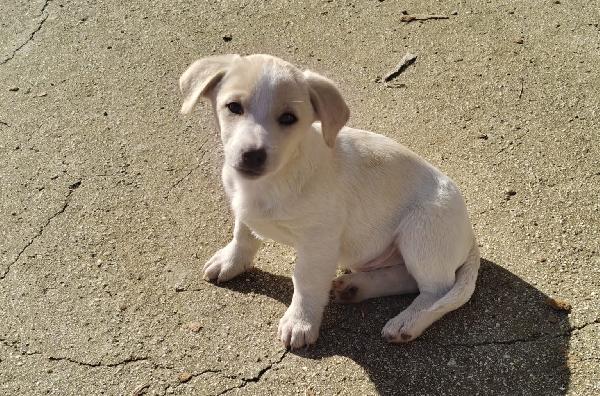 Cucciolo taglia medio piccola Foto 2