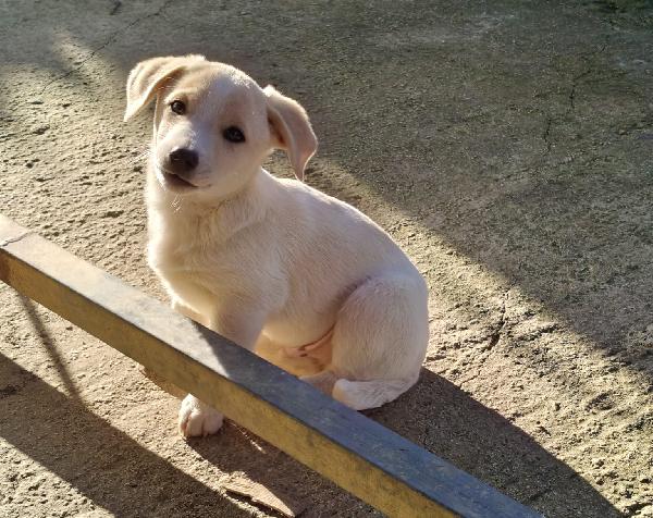 Cucciolo taglia medio piccola Foto 3