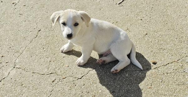 Cucciolo taglia medio piccola Foto 4