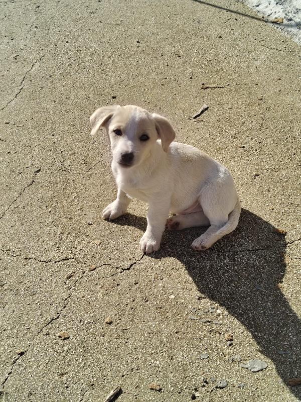 Cucciolo taglia medio piccola Foto 5