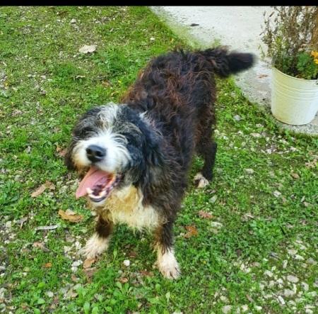 Billy Mix Spinoncino 4Anni Tutti Di Canile! Gargano