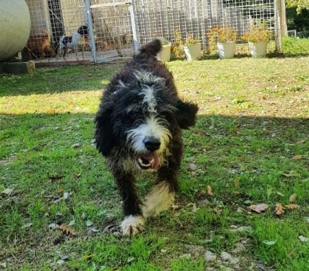 Billy mix spinoncino 4anni tutti di canile! GARGANO Foto 2