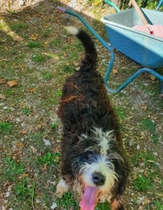 Billy mix spinoncino 4anni tutti di canile! GARGANO Foto 3