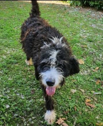 Billy mix spinoncino 4anni tutti di canile! GARGANO Foto 4