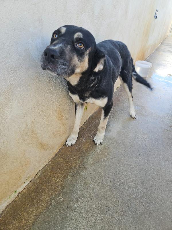 Fabrizia: Abbandonata In Canile, Non Ha Perso La Sua Dolcezza 