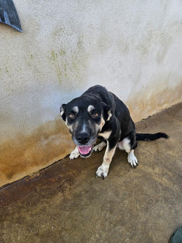 Fabrizia: abbandonata in canile, non ha perso la sua dolcezza  Foto 2