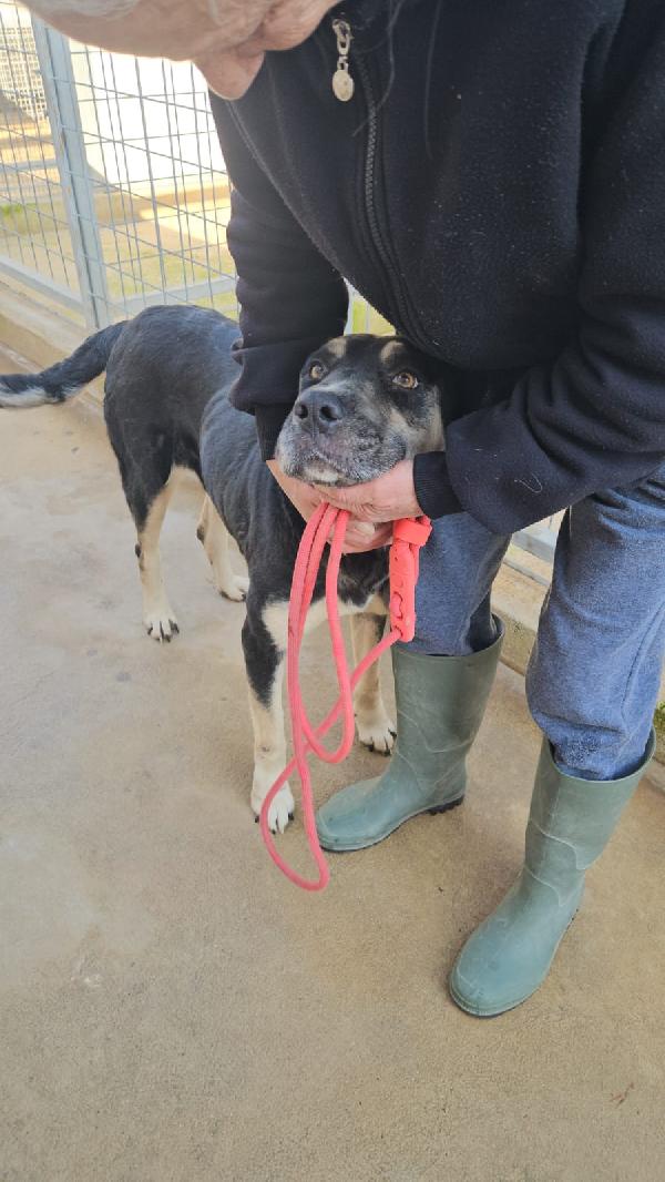 Fabrizia: abbandonata in canile, non ha perso la sua dolcezza  Foto 3