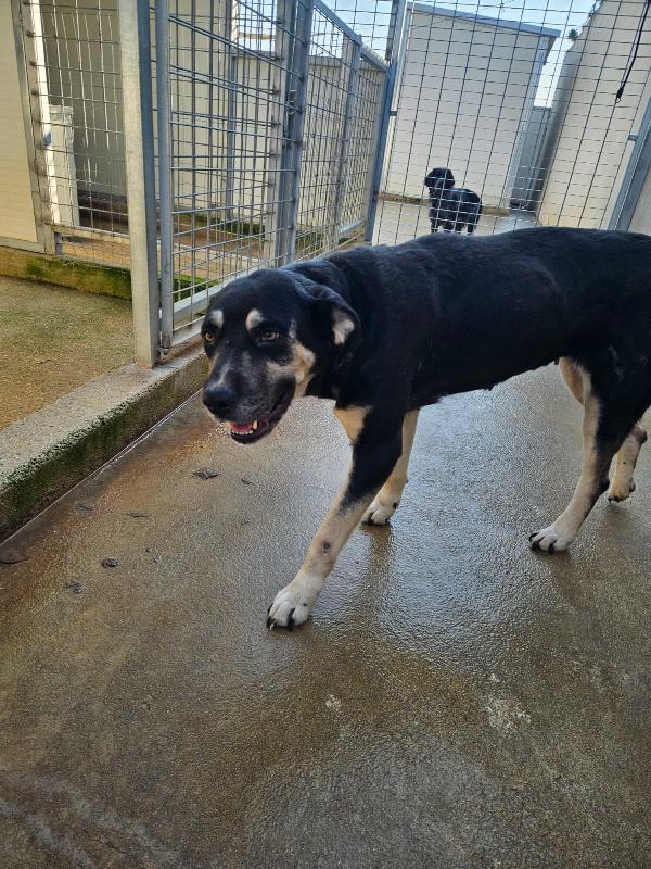 Fabrizia: abbandonata in canile, non ha perso la sua dolcezza  Foto 4