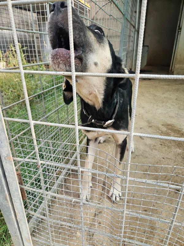 Fabrizia: abbandonata in canile, non ha perso la sua dolcezza  Foto 5