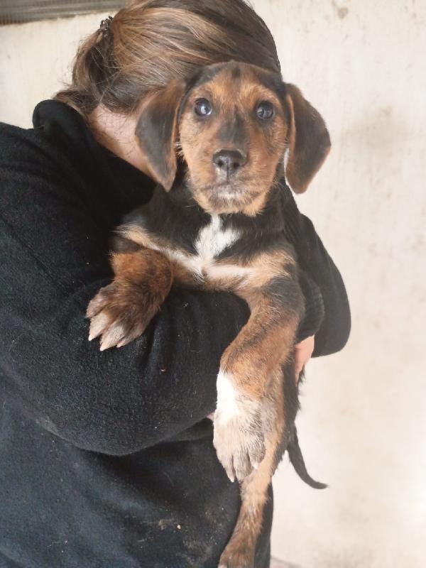 Sam - Cucciolo Di 3 Mesi - Taglia Piccola