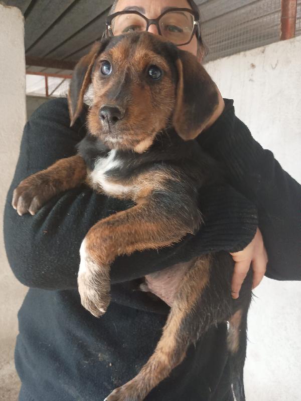 SAM - cucciolo di 3 mesi - taglia piccola Foto 2