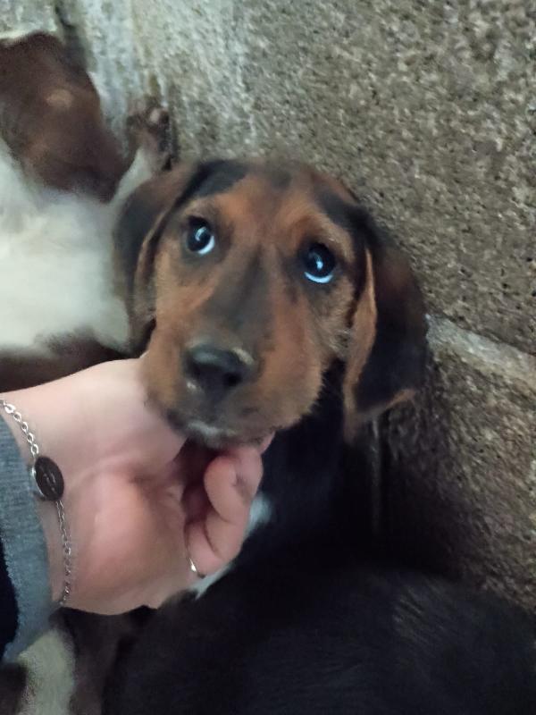 SAM - cucciolo di 3 mesi - taglia piccola Foto 3