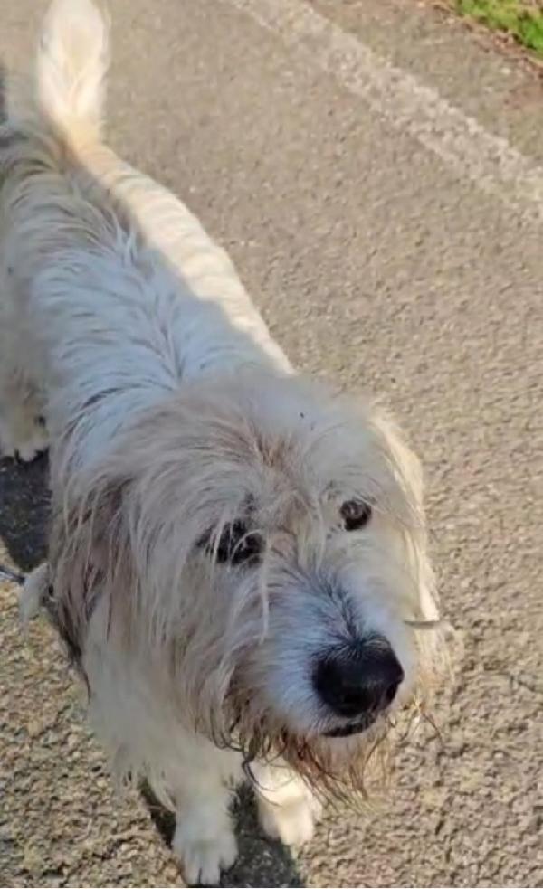 Otto simil Spinone 5anni in canile da 2anni Foto 2