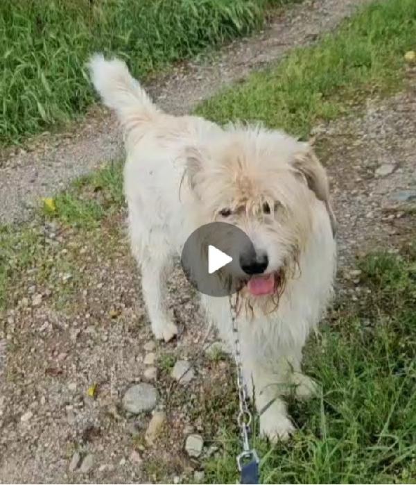 Otto simil Spinone 5anni in canile da 2anni Foto 3