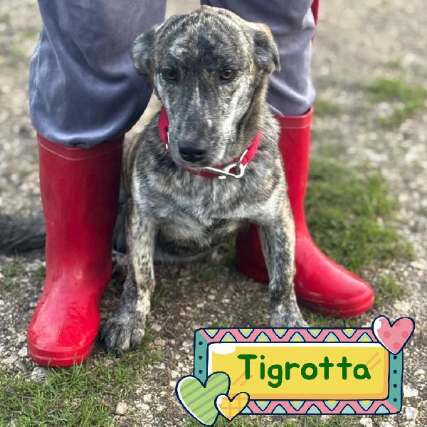 Tigrotta Cucciolina Taglia Medio Piccola Cerca Adozione - 10 Mesi