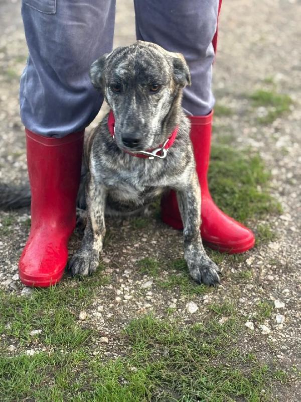 Tigrotta cucciolina taglia medio piccola cerca adozione - 10 mesi Foto 2
