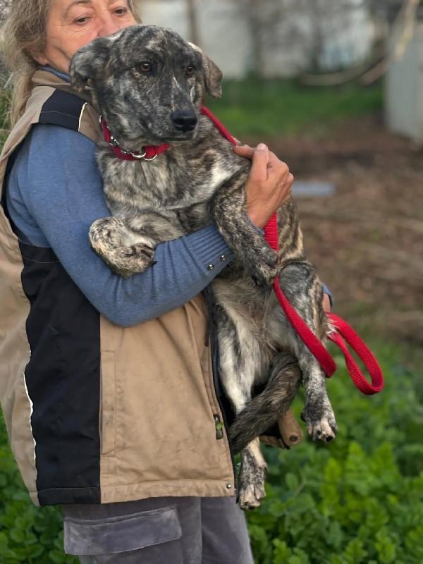 Tigrotta cucciolina taglia medio piccola cerca adozione - 10 mesi Foto 3
