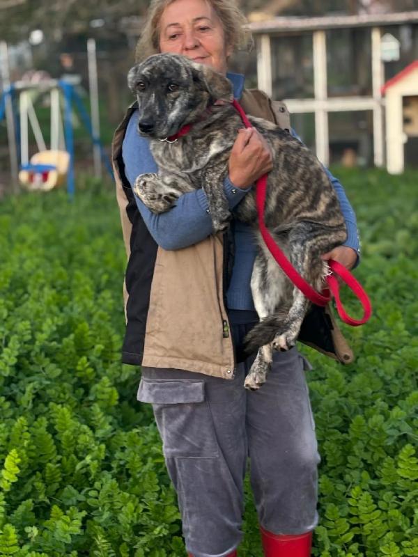 Tigrotta cucciolina taglia medio piccola cerca adozione - 10 mesi Foto 4