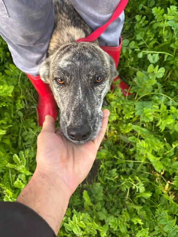 Tigrotta cucciolina taglia medio piccola cerca adozione - 10 mesi Foto 5