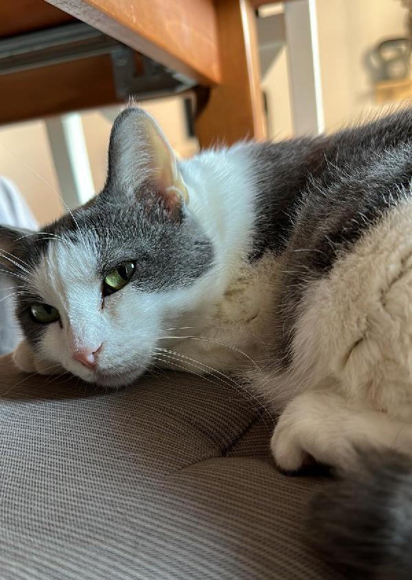 WEINE e UANA, adorabili mici da adottare! Foto 2