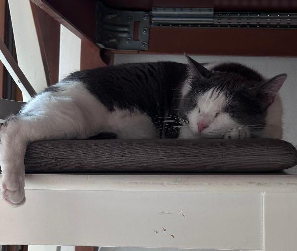 WEINE e UANA, adorabili mici da adottare! Foto 3