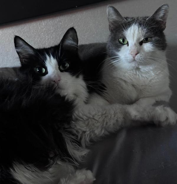 WEINE e UANA, adorabili mici da adottare! Foto 4