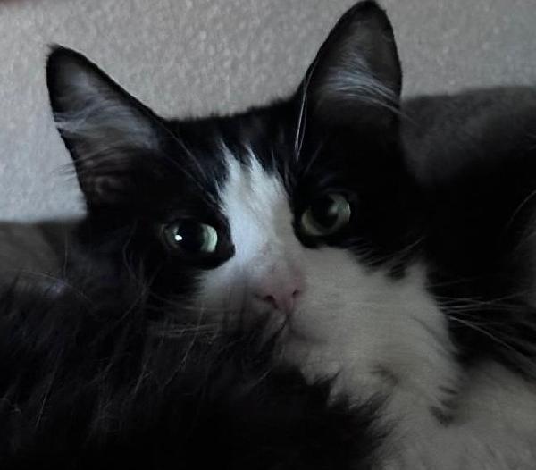 WEINE e UANA, adorabili mici da adottare! Foto 5