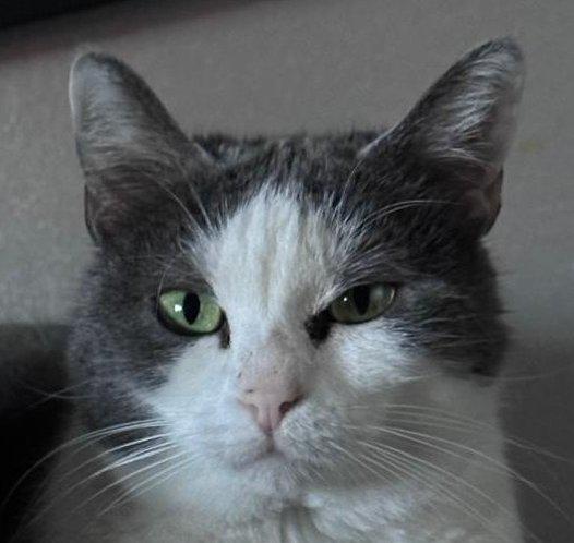 WEINE e UANA, adorabili mici da adottare! Foto 6