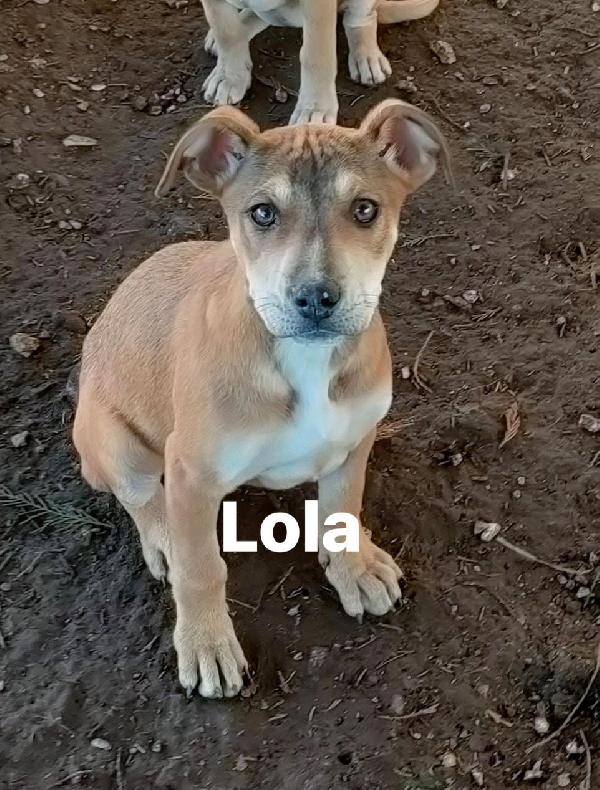 Splendide Cucciole Di Pitbull Cercano Casa