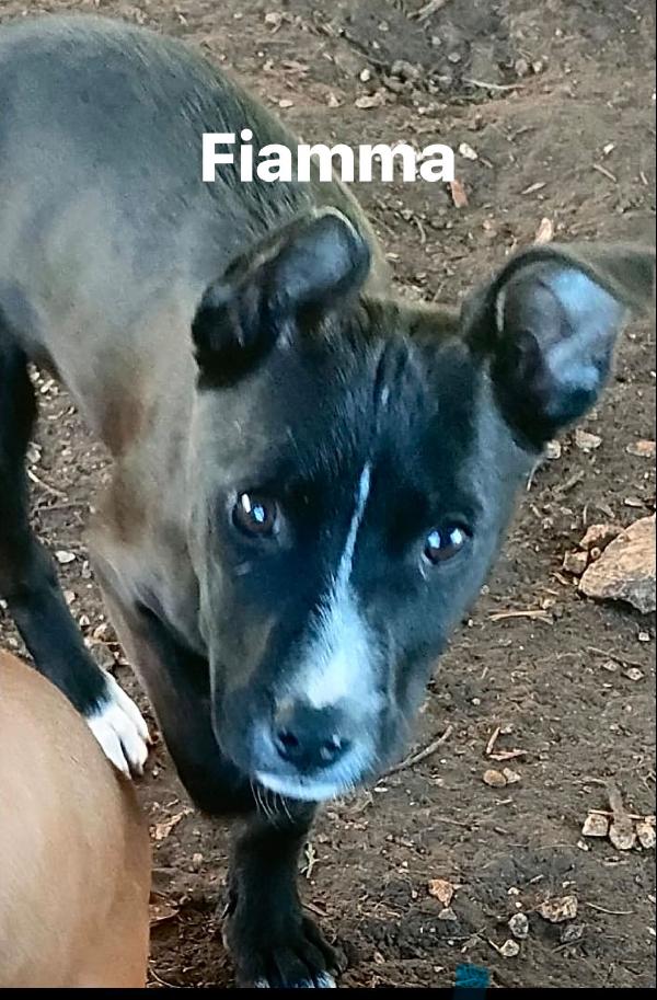 Splendide cucciole di pitbull cercano casa Foto 2