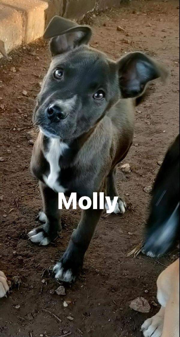 Splendide cucciole di pitbull cercano casa Foto 3