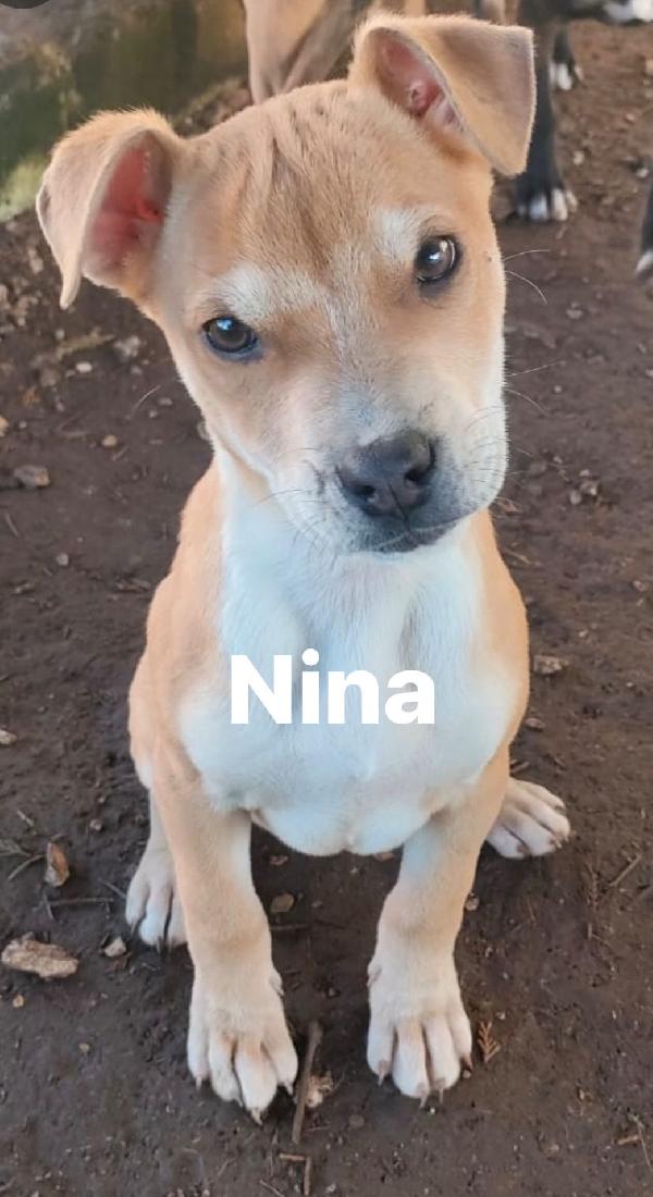 Splendide cucciole di pitbull cercano casa Foto 4