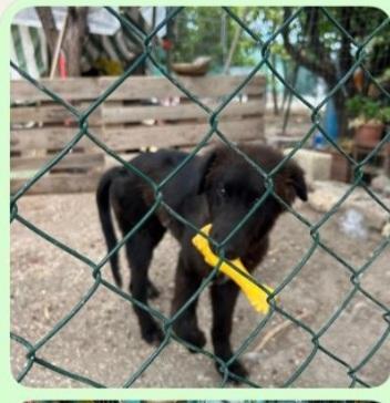 Teddy Nero 7/8Mesi Preso Come Giocattolo X I Figli! Sud