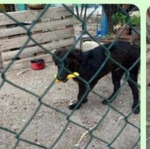 Teddy nero 7/8mesi preso come giocattolo x i figli! SUD Foto 2