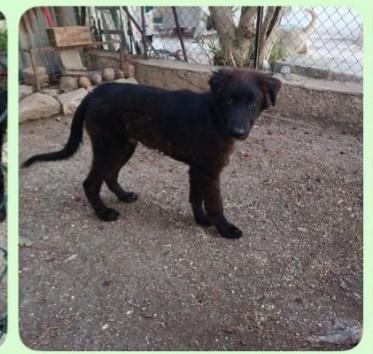 Teddy nero 7/8mesi preso come giocattolo x i figli! SUD Foto 3