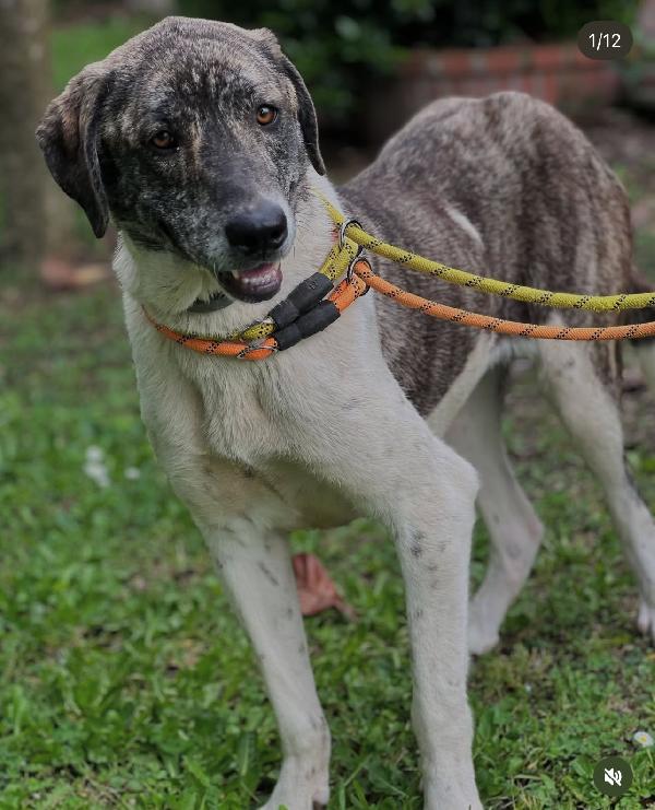 Luna 20Mesi Buona Tg Grande Ok Gatti Roma