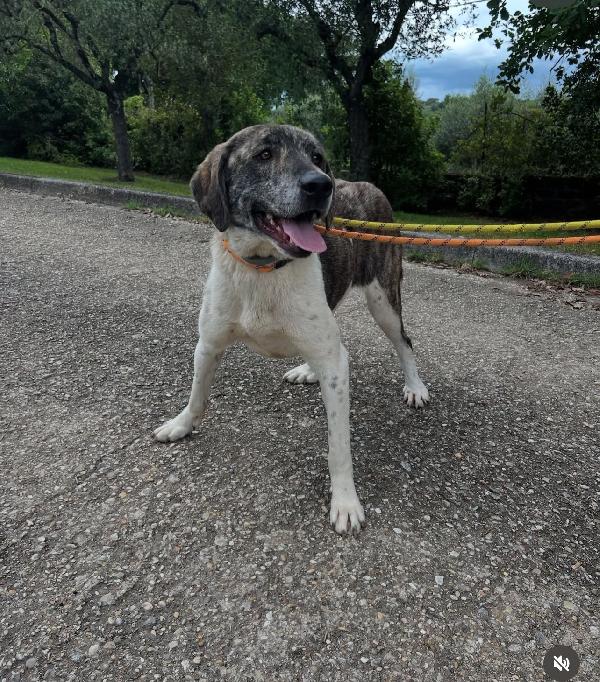 Luna 20mesi buona tg grande ok gatti ROMA Foto 2