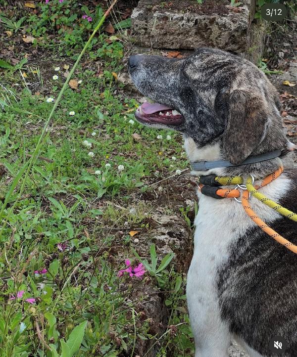 Luna 20mesi buona tg grande ok gatti ROMA Foto 3