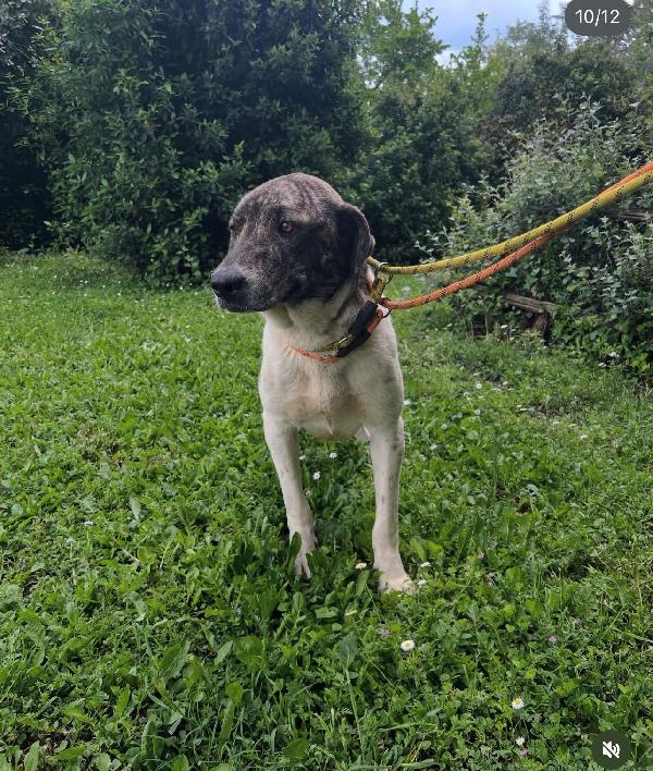 Luna 20mesi buona tg grande ok gatti ROMA Foto 4