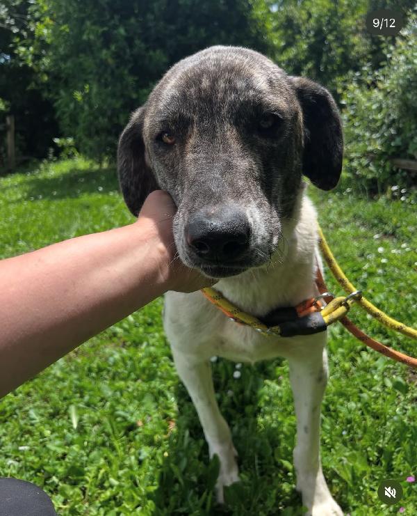 Luna 20mesi buona tg grande ok gatti ROMA Foto 5