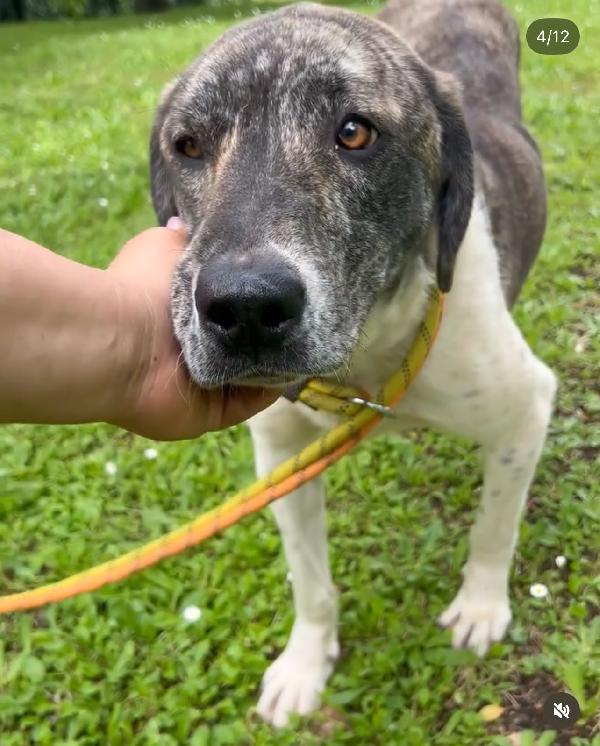 Luna 20mesi buona tg grande ok gatti ROMA Foto 6