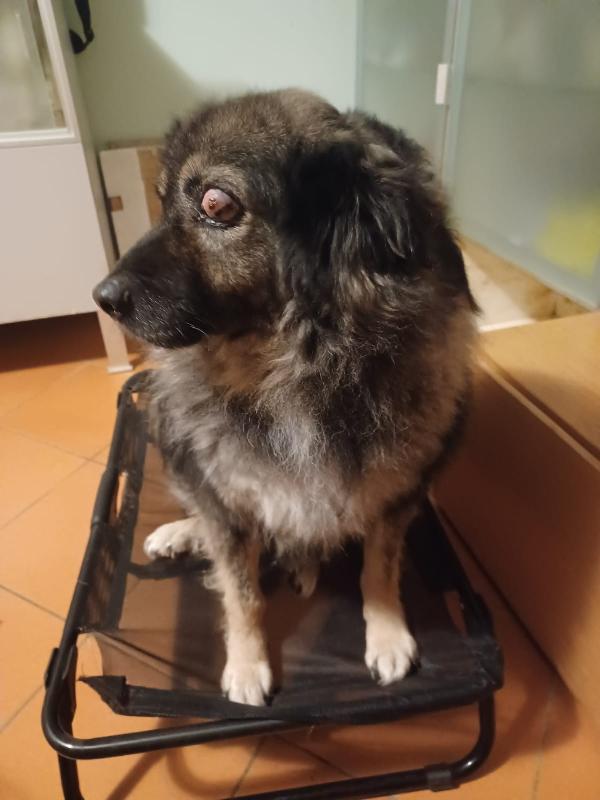 BOB adulto picchiato e operato ad 1occhio.FOGGIA Foto 2