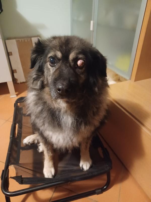 Bob Adulto Picchiato E Operato Ad 1Occhio.foggia