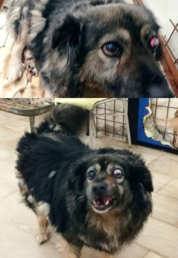 BOB adulto picchiato e operato ad 1occhio.FOGGIA Foto 3